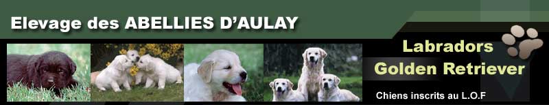 Dcouvrez l'levage de Labrador et Golden retriever des Abellies d'Aulay en rgion parisienne - Eleveur de chiens et chiots contrls dysplasie et tares oculaires - chien et chiot inscrits au LOF - Pdigre - Nombreuses photos